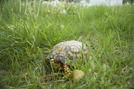 Turtle 2007-05-21 03