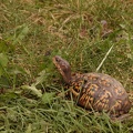 Turtle 3