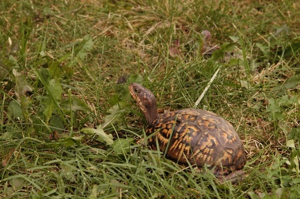 Turtle 3