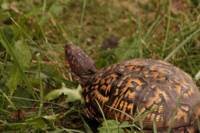 Turtle_4.jpg