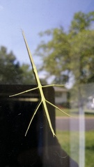 Stick Bug