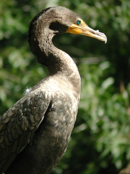 Cormorant.jpg