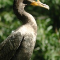 Cormorant