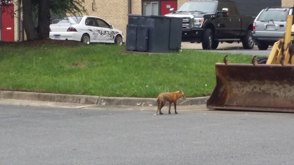 Red fox in Reston