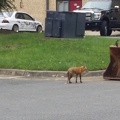 Red fox in Reston