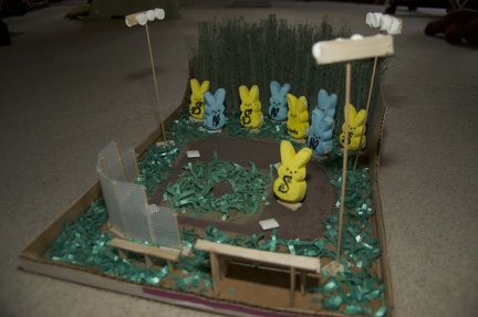 Field of Peeps