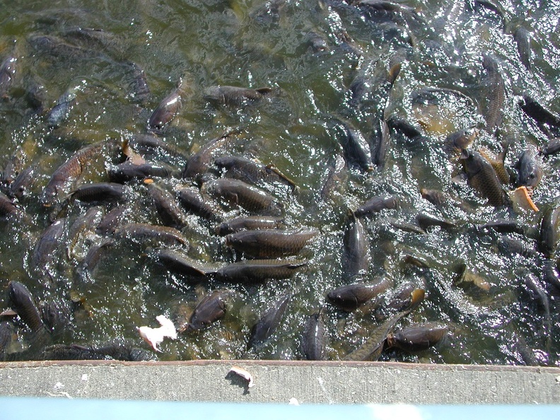 DSCN0901.JPG