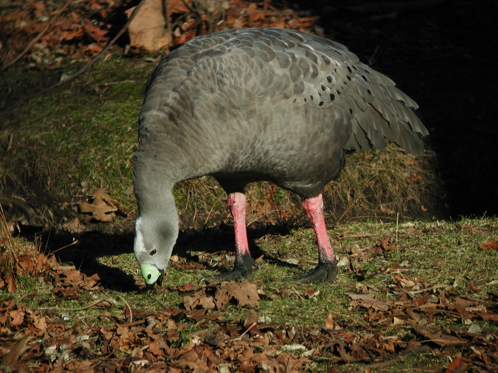 Prospect Park Zoo Cape Barren Goose