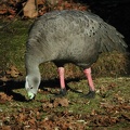 Prospect Park Zoo Cape Barren Goose