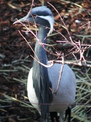 Prospect Park Zoo Demoiselle Crane