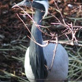 Prospect Park Zoo Demoiselle Crane