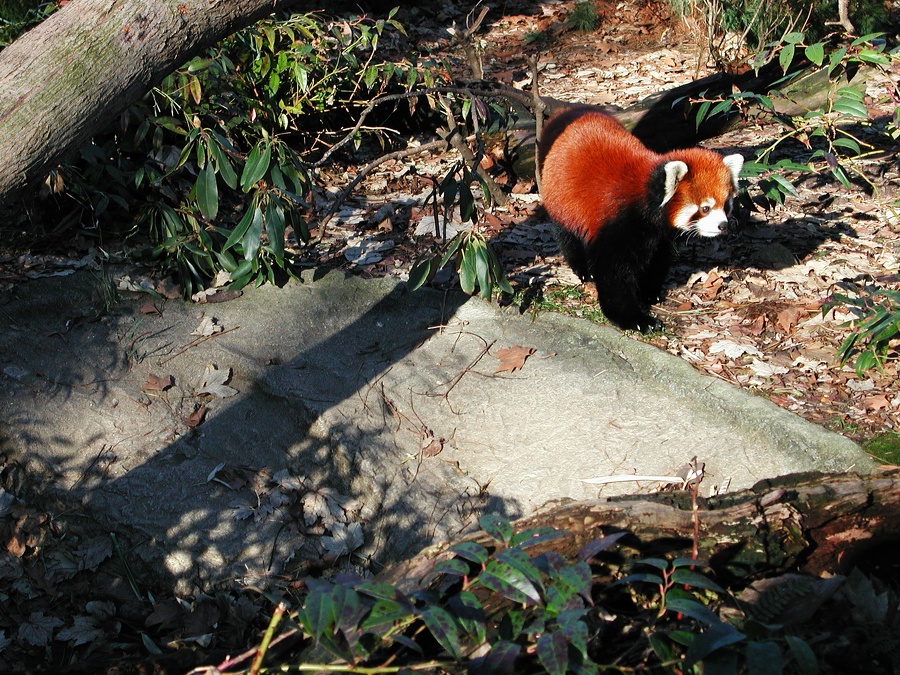 Prospect Park Zoo Red Panda 2