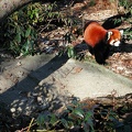 Prospect Park Zoo Red Panda 2