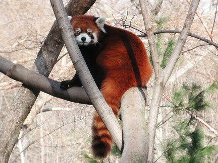 Prospect Park Zoo Red Panda 3