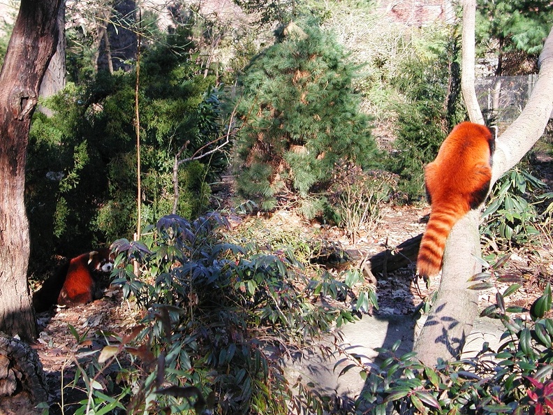 Prospect Park Zoo Red Pandas