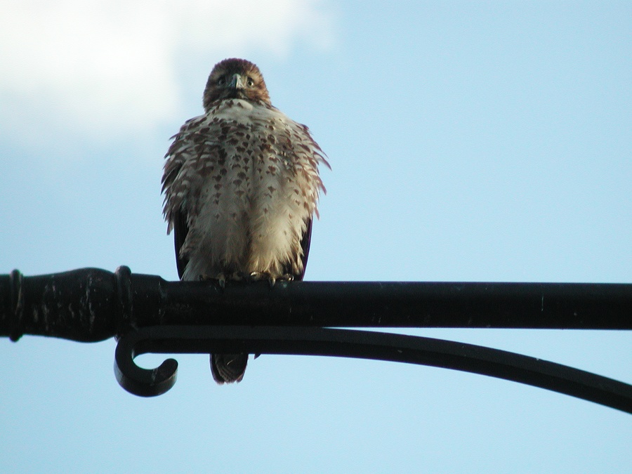 Prospect Park at Flatbush Ave Red Tailed Hawk 2