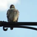 Prospect Park at Flatbush Ave Red Tailed Hawk 2