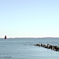 seagulls2