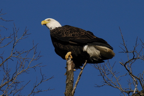 Bald Eagle at Belle Haven Park, Alexandria, VA, on 2003/12/27.